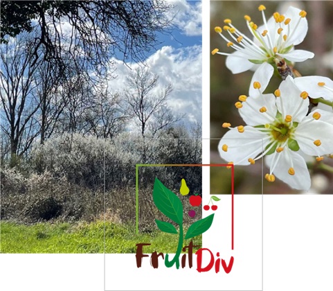 Αξιοποίηση της Φυσικής Ποικιλότητας των Αυτοφυών (Άγριων) Συγγενών Ειδών Οπωροφόρων Δένδρων για Βιώσιμη Παραγωγή Φρούτων